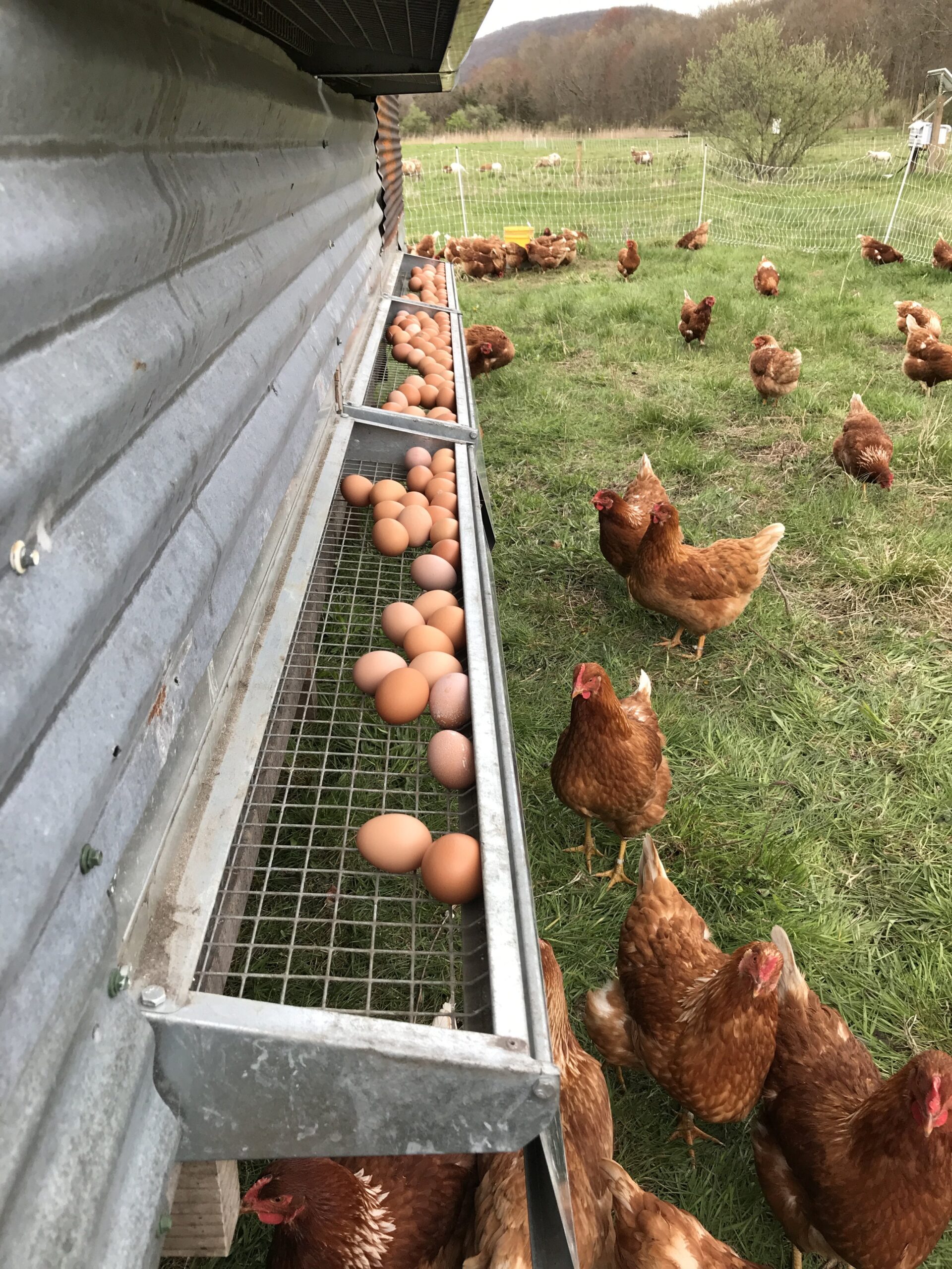 60971739401__E50800D1-C4D5-418B-83B3-D0FBB84516D0 Free-range chickens in a pasture with a metal nesting box filled with freshly laid eggs. The scene showcases healthy hens foraging outdoors, emphasizing sustainable farming practices and egg production.