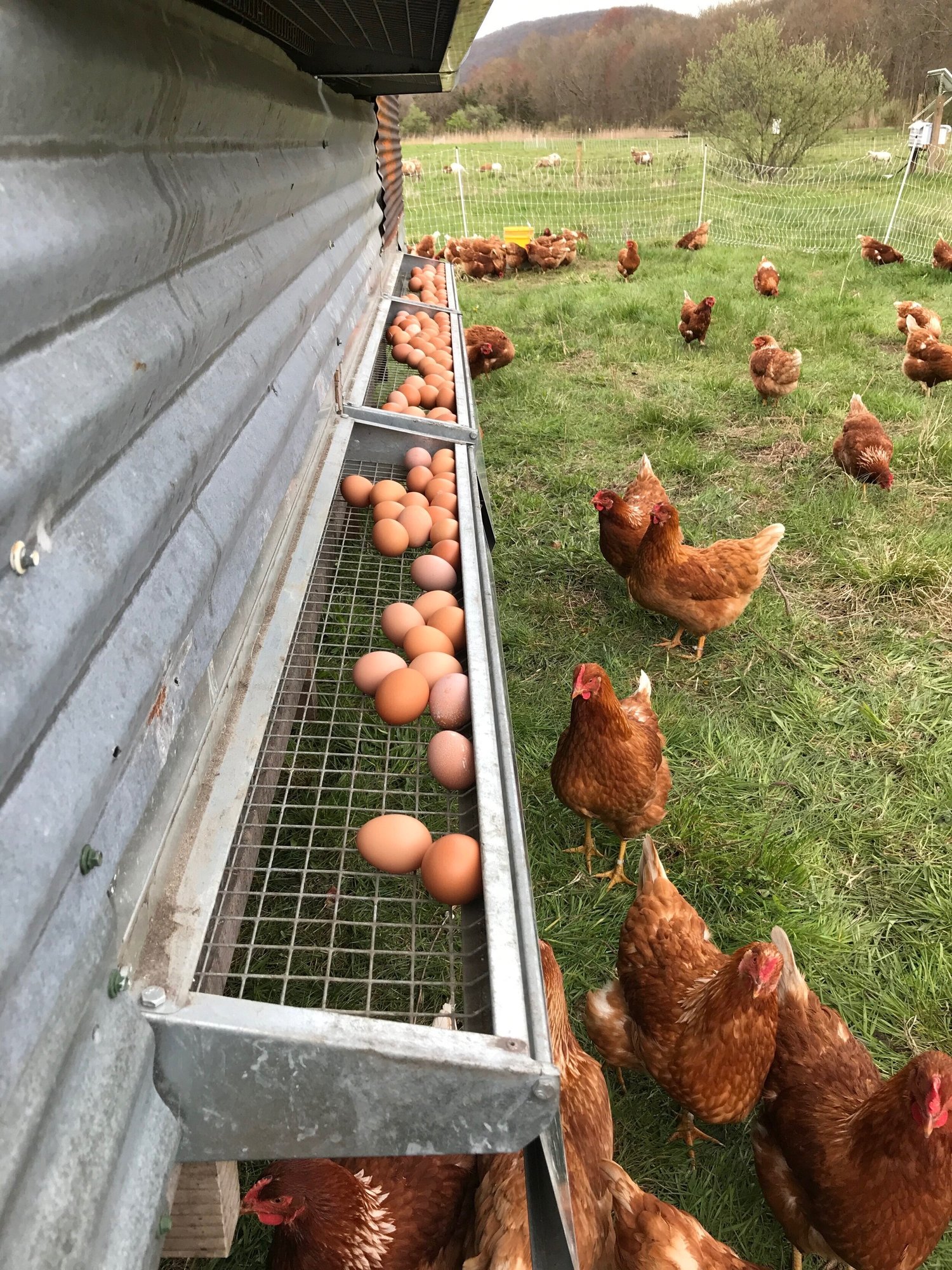 Hen house with fresh eggs in a nesting box, surrounded by free-range brown hens on a grassy farm.