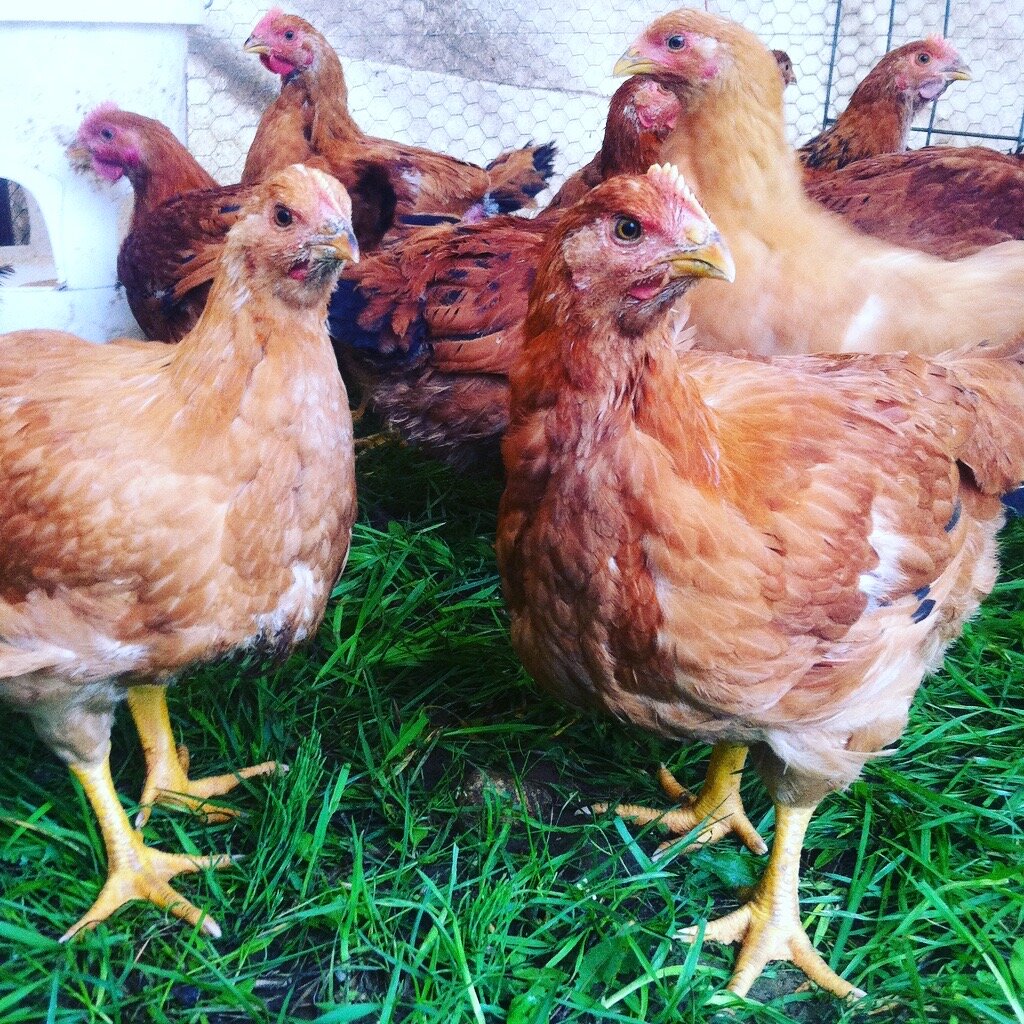 Close-up of a group of brown chickens foraging on green grass, showcasing their vibrant plumage and natural habitat. Ideal for livestock farming and poultry care content.