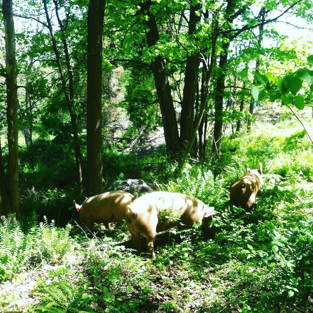 Three pigs foraging in a lush green forest surrounded by trees and ferns, showcasing a natural farming environment.