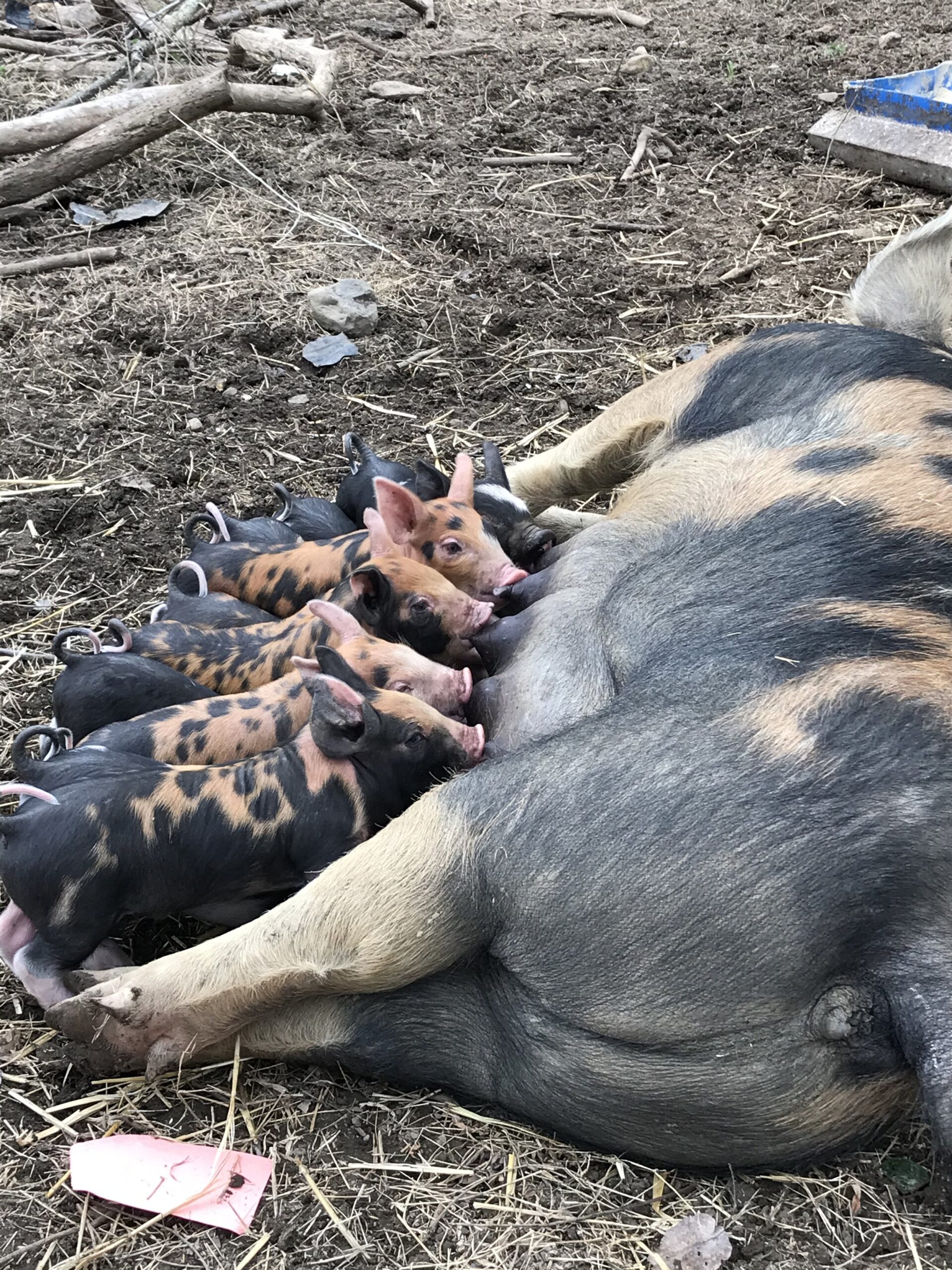 IMG_5251 A mother pig nursing a litter of piglets in a farmyard setting, with several piglets clustered around her, displaying a mix of black and brown fur. The ground is covered with straw and dirt, typical of a rural environment.