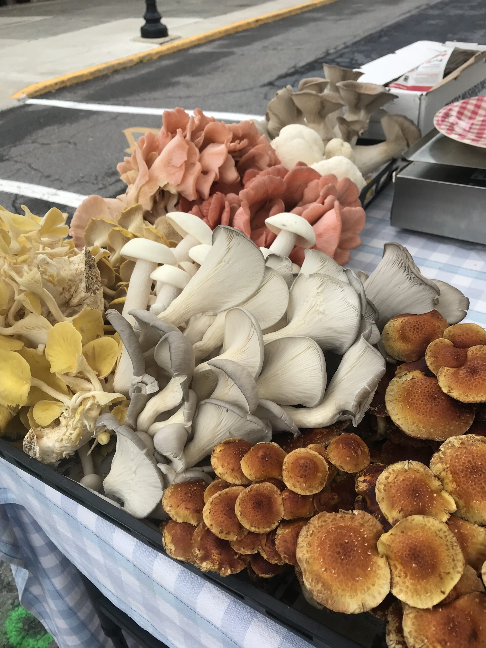 IMG_5546 A variety of fresh mushrooms displayed at a farmers market, including colorful oyster mushrooms, lion's mane, and golden chanterelles, arranged on a checkered tablecloth.