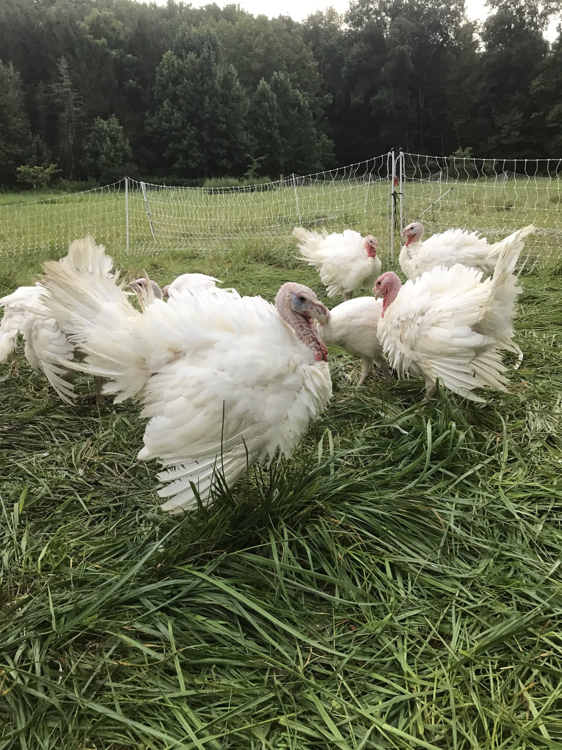 Free-range turkeys foraging in a lush green field with a forest backdrop, showcasing healthy poultry farming practices.