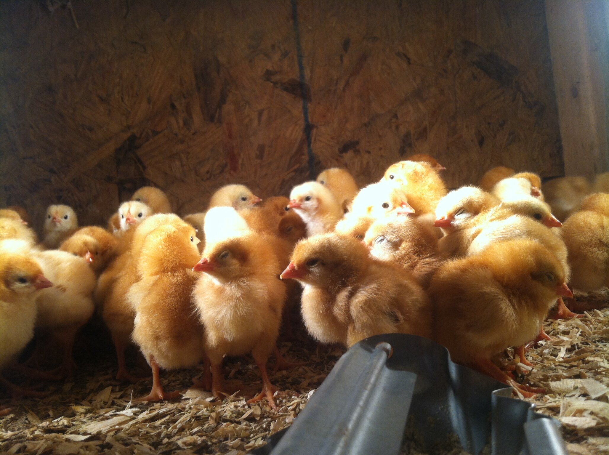 Liz+Balchin+-+IMG_0411 A group of fluffy yellow chicks huddled together in a warm, wooden enclosure, surrounded by wood shavings. The scene captures the lively and adorable nature of young chickens in a farm setting.