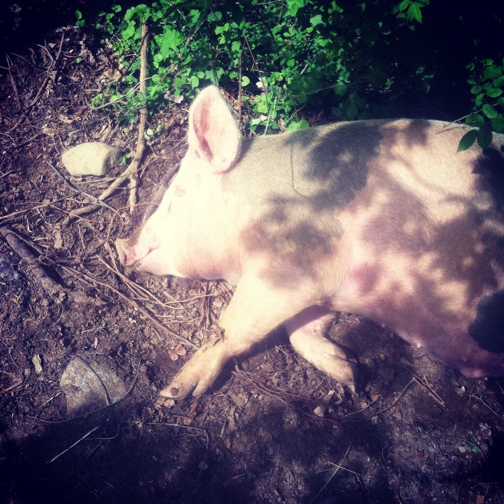 A pig lying on the ground in a natural setting, surrounded by dirt, rocks, and greenery, with sunlight casting shadows on its body.