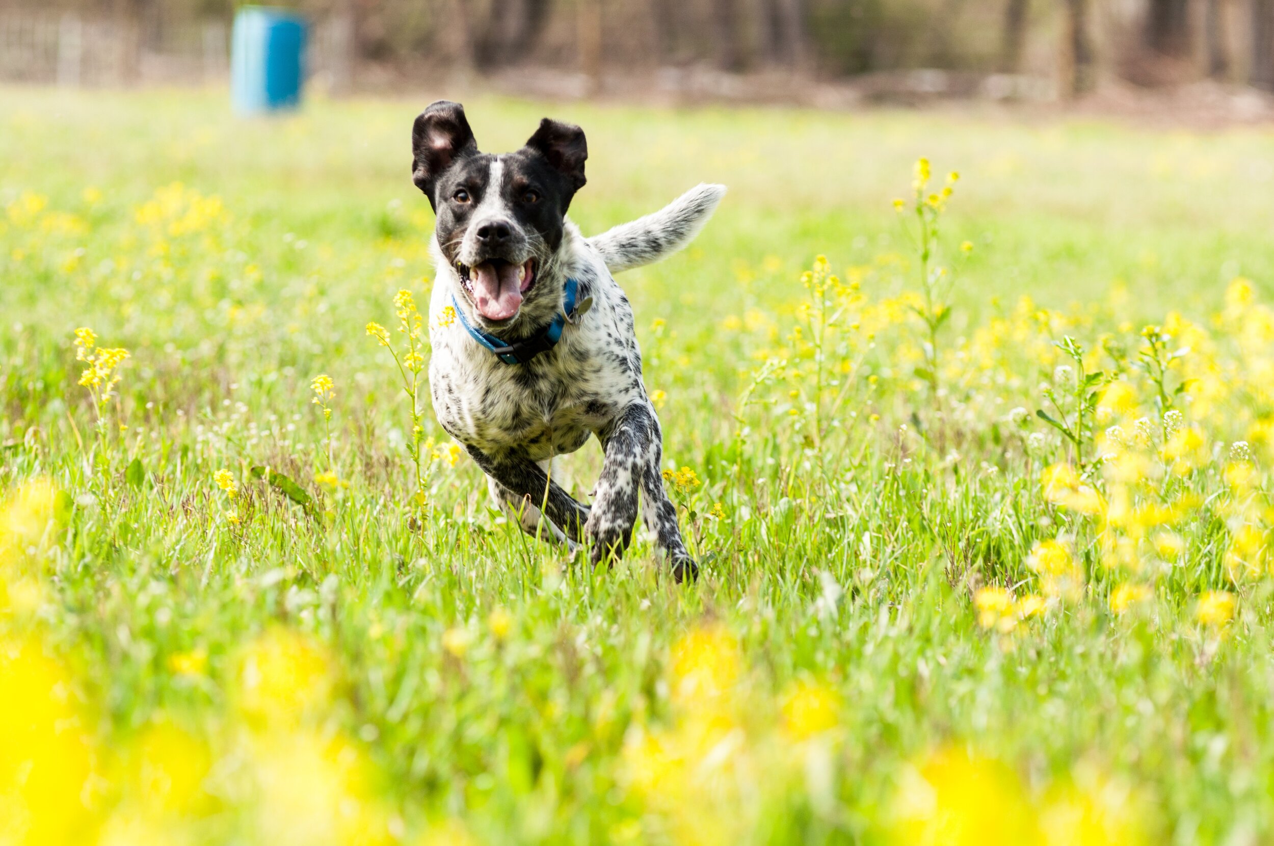 Liz+Balchin+-+IMG_2881 (1) Happy dog running through a field of yellow wildflowers, showcasing playful energy and a vibrant outdoor setting.