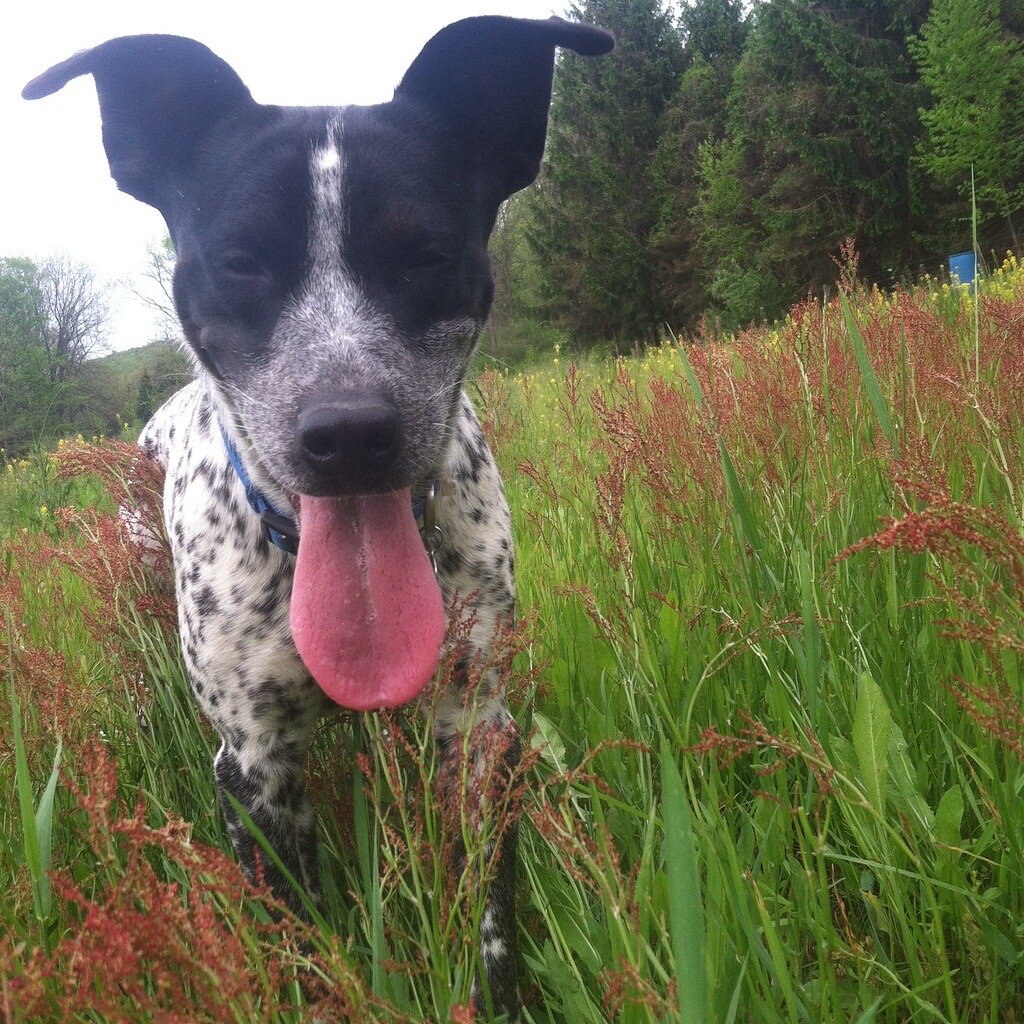 Liz+Balchin+-+IMG_2885 Happy black and white dog with a spotted coat standing in a vibrant green field with tall grass and wildflowers, enjoying a sunny day outdoors.