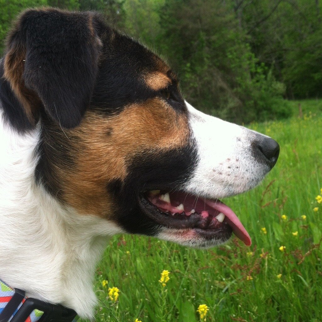 Liz+Balchin+-+IMG_2888 Close-up profile of a happy, tri-color dog with a black and brown face, white snout, and tongue out, set against a lush green background with wildflowers.