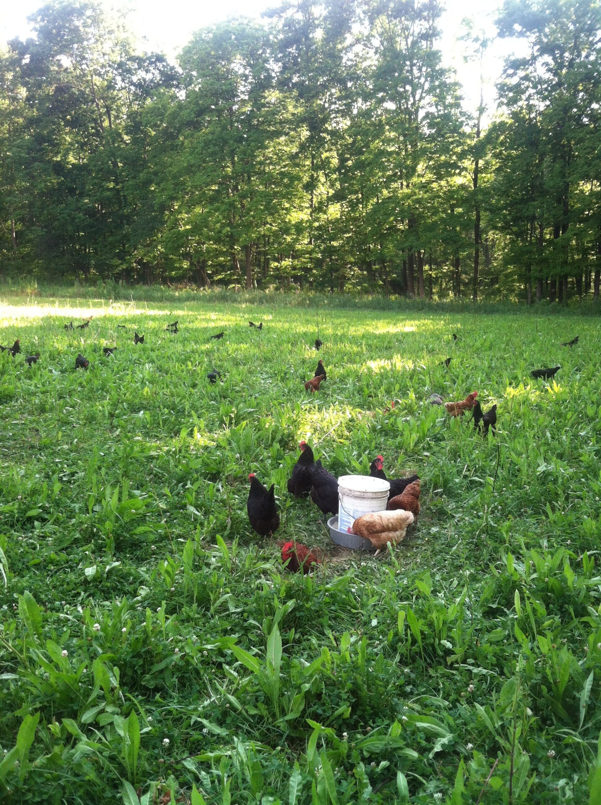 Liz+Balchin+-+IMG_3227 Free-range chickens foraging in a lush green field, surrounded by trees, with a feeding bucket in the center. The scene highlights sustainable farming practices and the natural habitat of poultry.