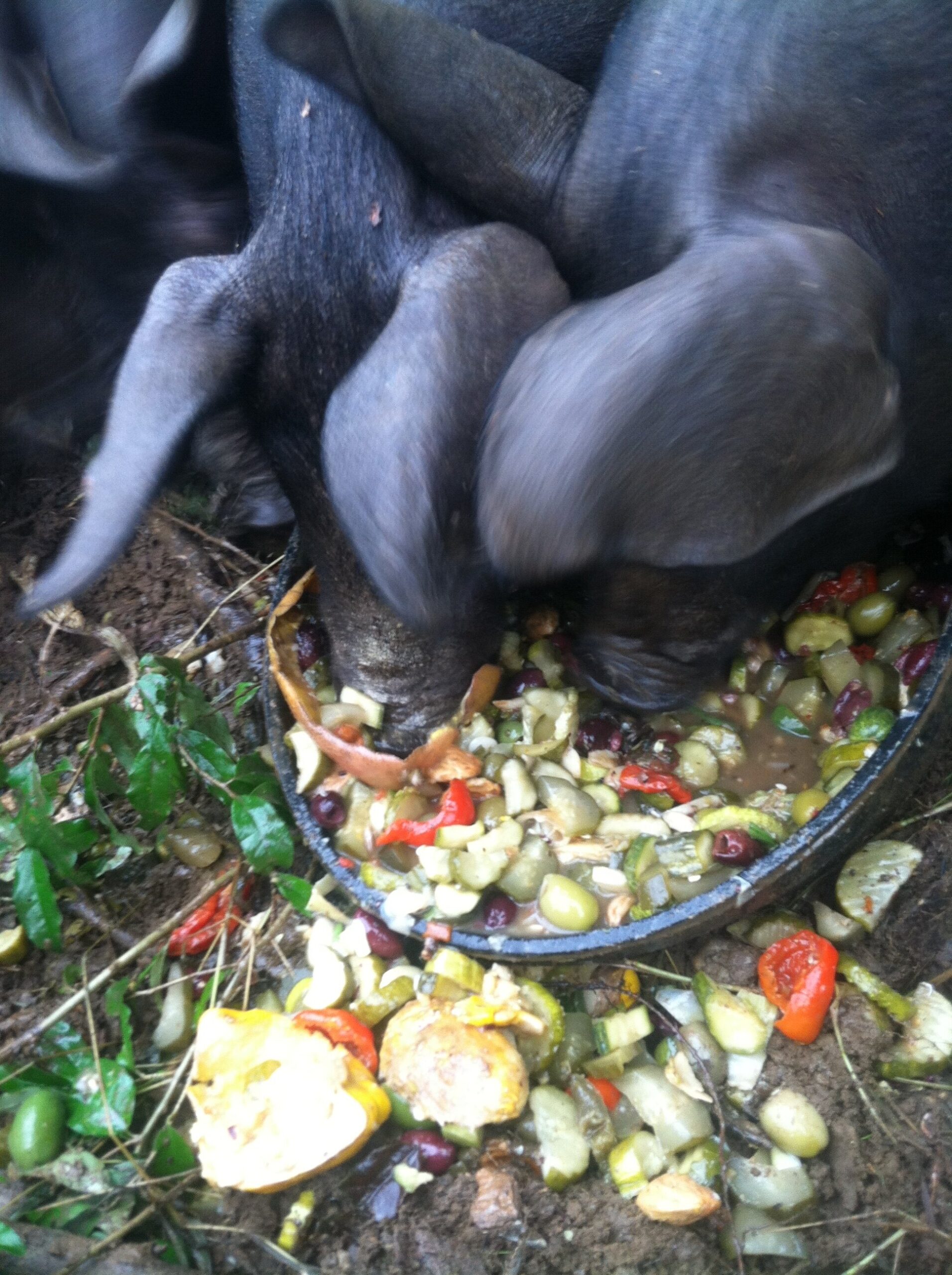 Liz+Balchin+-+IMG_3242 Two pigs eating a mixture of vegetables and fruits from a feeding bowl, surrounded by natural foliage. The scene captures the pigs foraging for food, highlighting their diet and behavior in a farm setting.