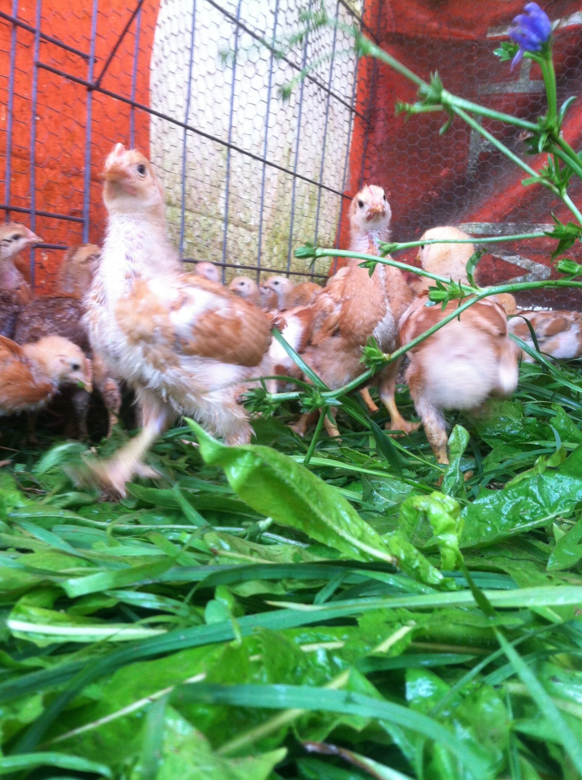 Chickens foraging in a grassy area inside a poultry enclosure, surrounded by fresh greens and a wire fence.