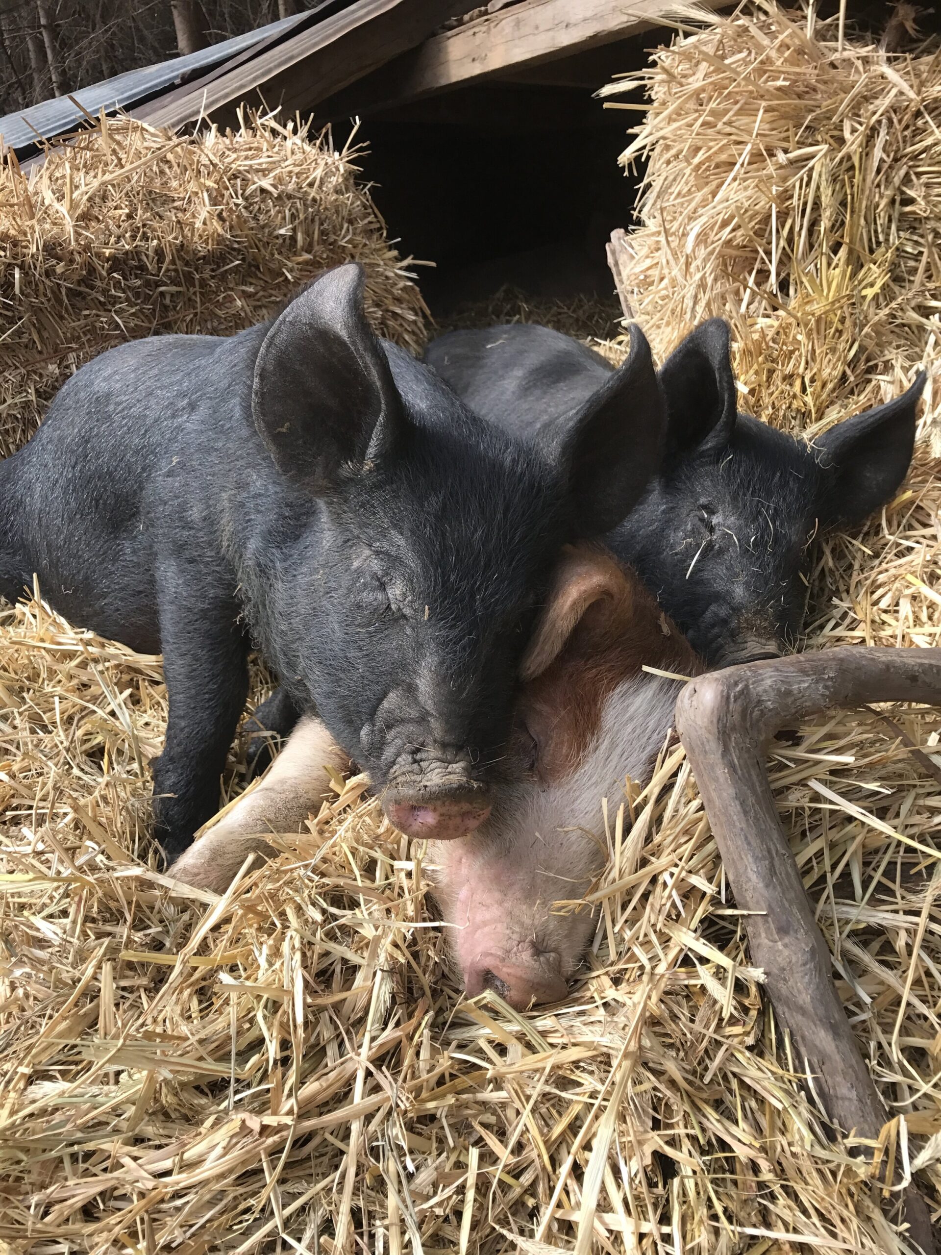 Liz+Balchin+-+IMG_3914 Two pigs resting together on straw in a barn, showcasing their peaceful demeanor and farm life environment.