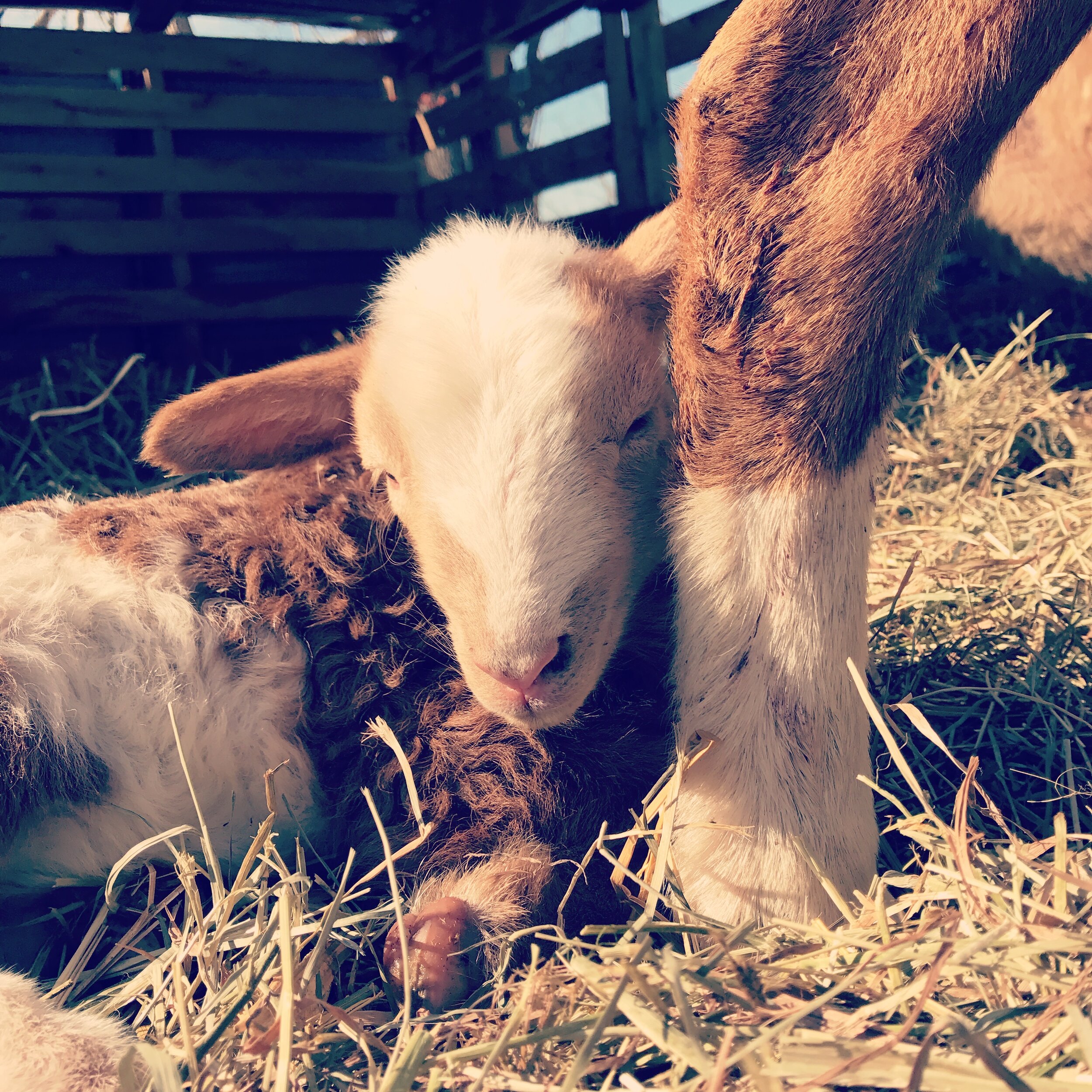Newborn goat resting on hay with its head leaning against the leg of an adult goat, showcasing a peaceful farm atmosphere.