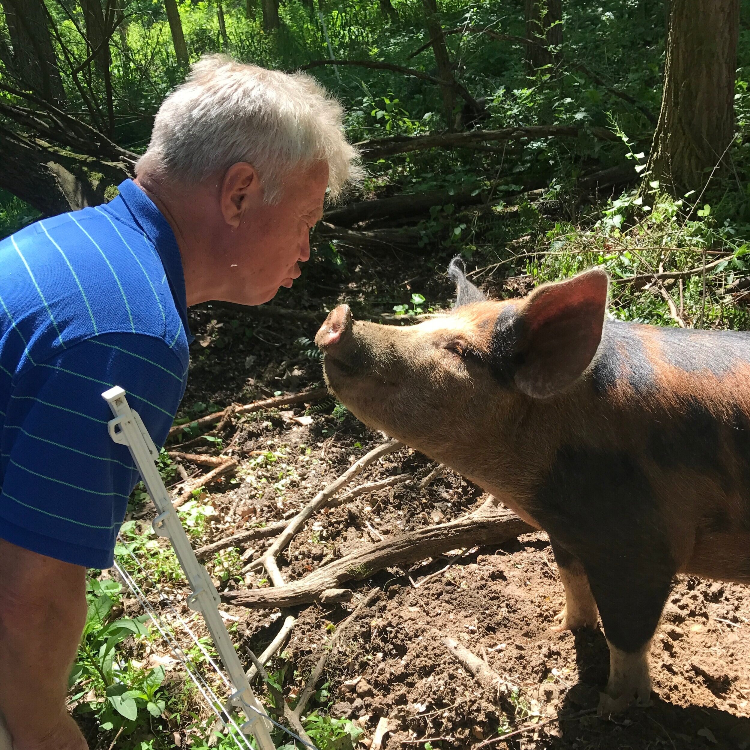 A man in a blue striped shirt interacting closely with a pig in a forested area, showcasing a moment of connection between humans and animals.