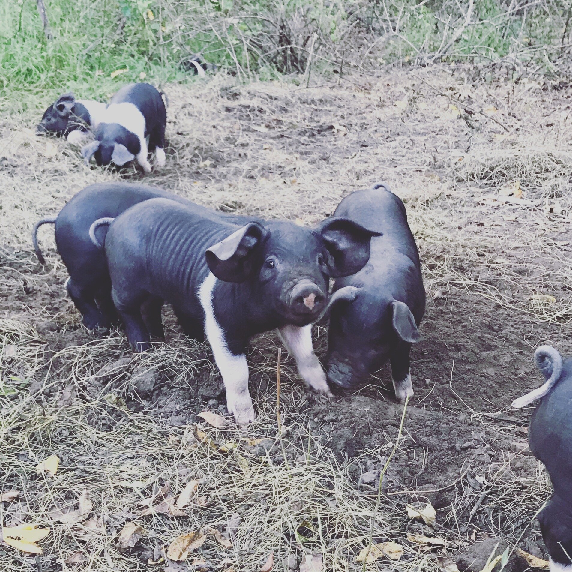 Liz+Balchin+-+IMG_7164 Group of playful piglets foraging in a grassy area, showcasing their distinctive black and white markings amidst a natural setting.