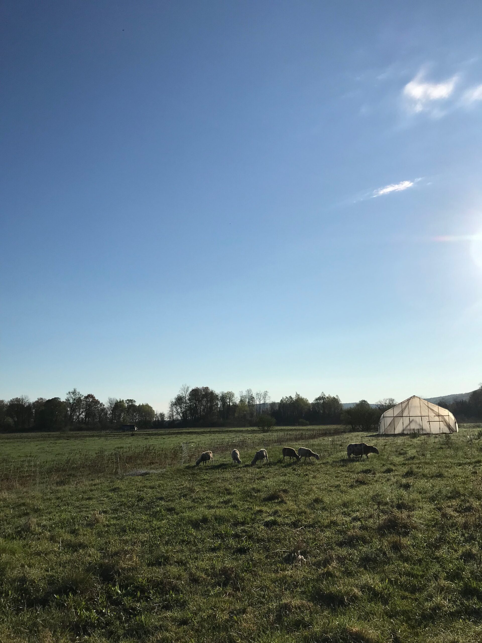 Liz+Balchin+-+IMG_8017 Sheep grazing in a lush green field under a clear blue sky, with a greenhouse visible in the background.