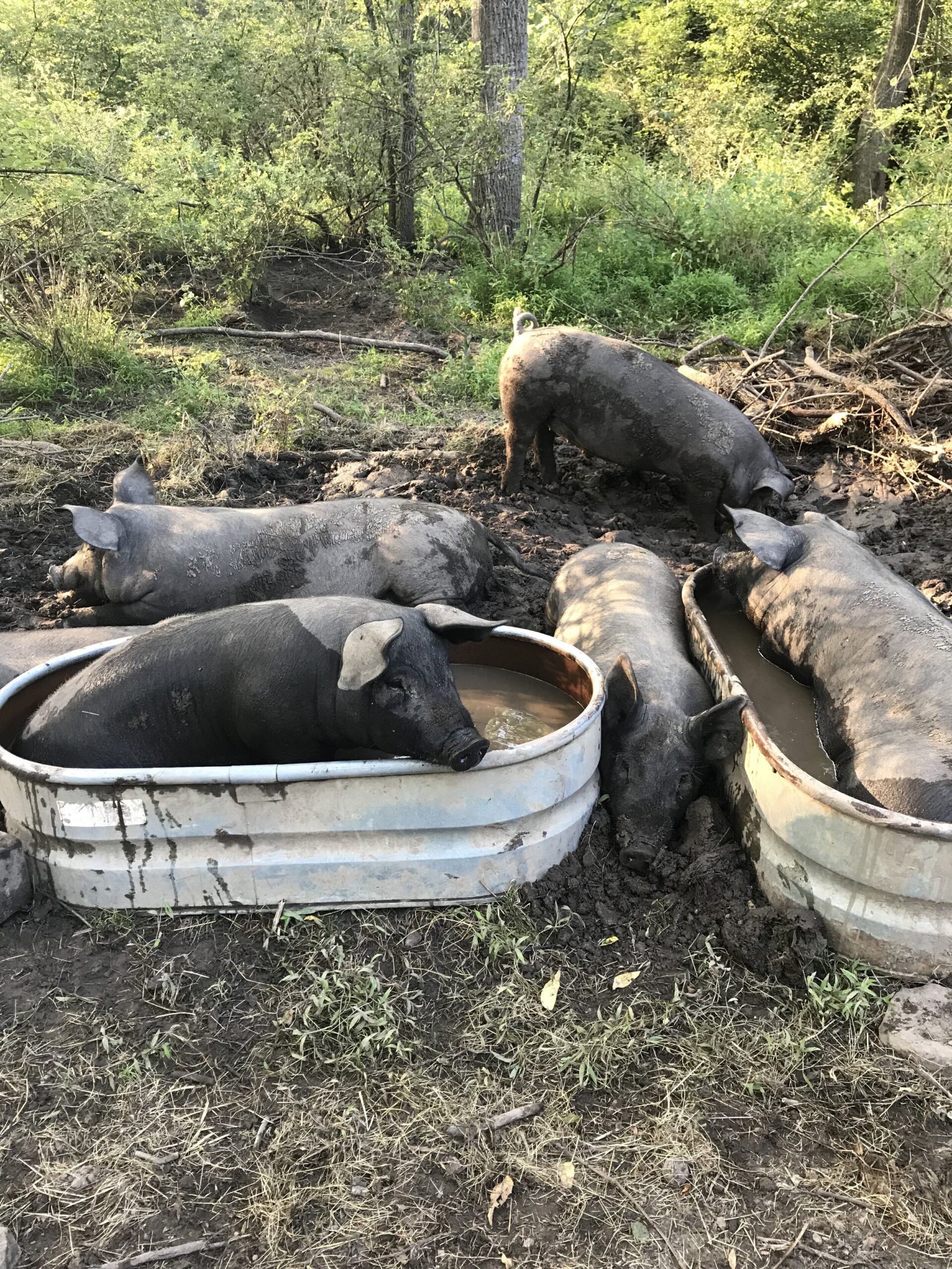 Liz+Balchin+-+IMG_8320 Five pigs lounging in muddy water troughs, surrounded by lush greenery and dirt, showcasing a rustic farm setting.