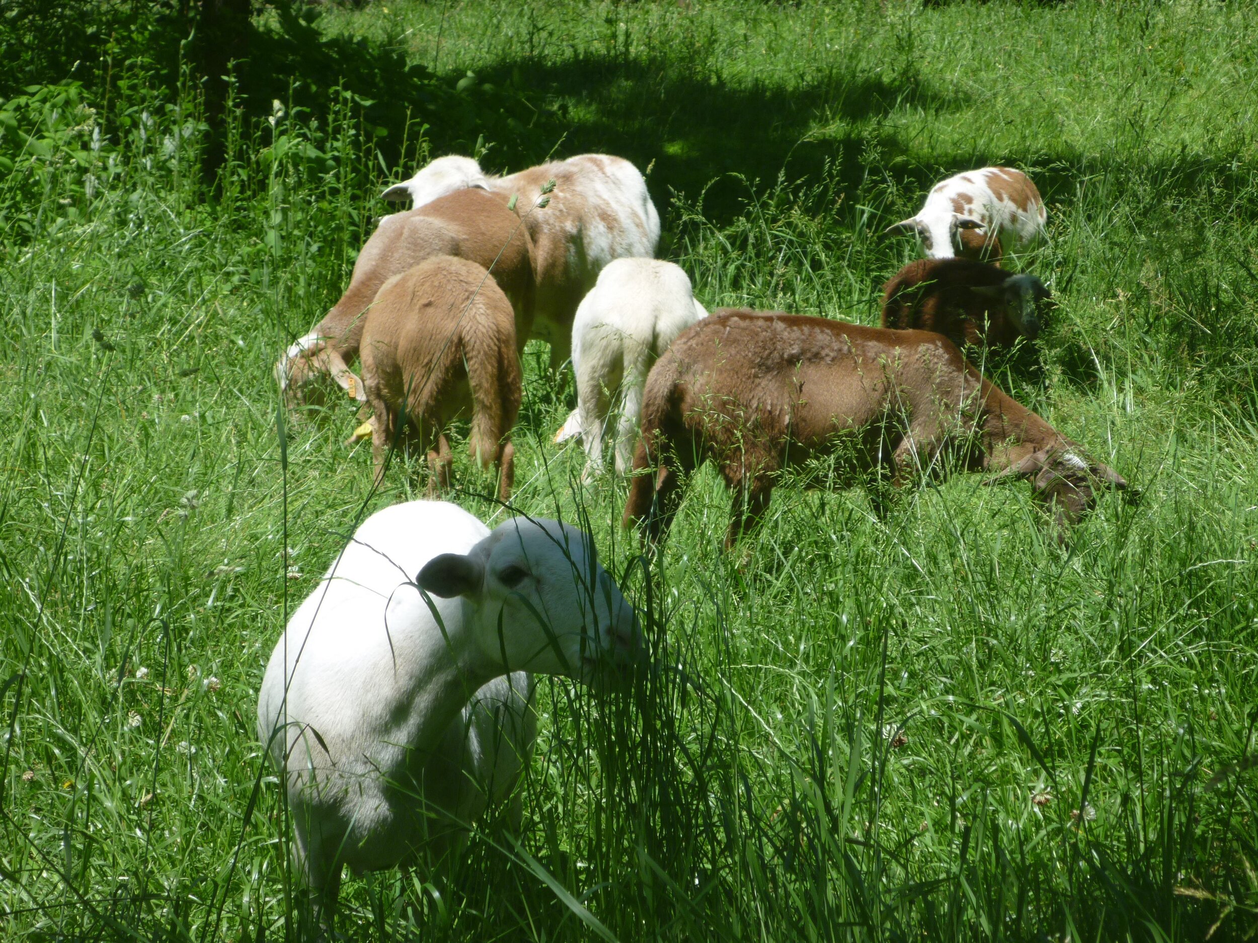 A group of goats and sheep grazing in a lush green field, surrounded by tall grass and vegetation, under bright sunlight.