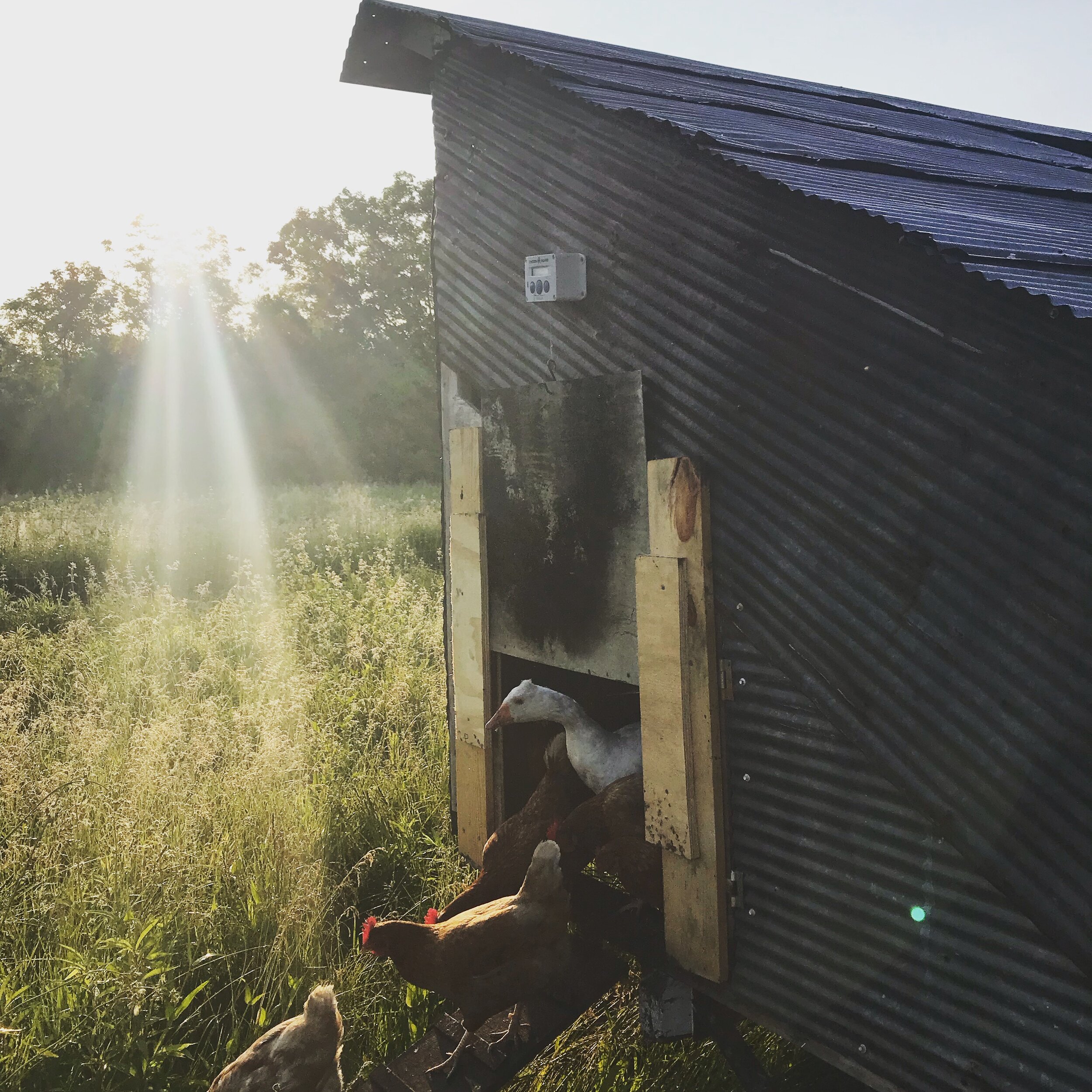 Chickens and a duck exiting a rustic chicken coop at sunrise, surrounded by tall grass and sunlight streaming through trees, highlighting a peaceful farm setting.
