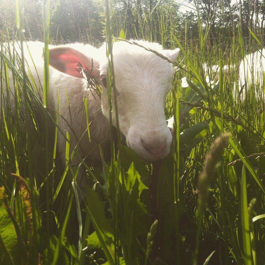 A young white lamb grazing among tall green grass in a sunny field, surrounded by vibrant foliage and soft sunlight filtering through the trees.