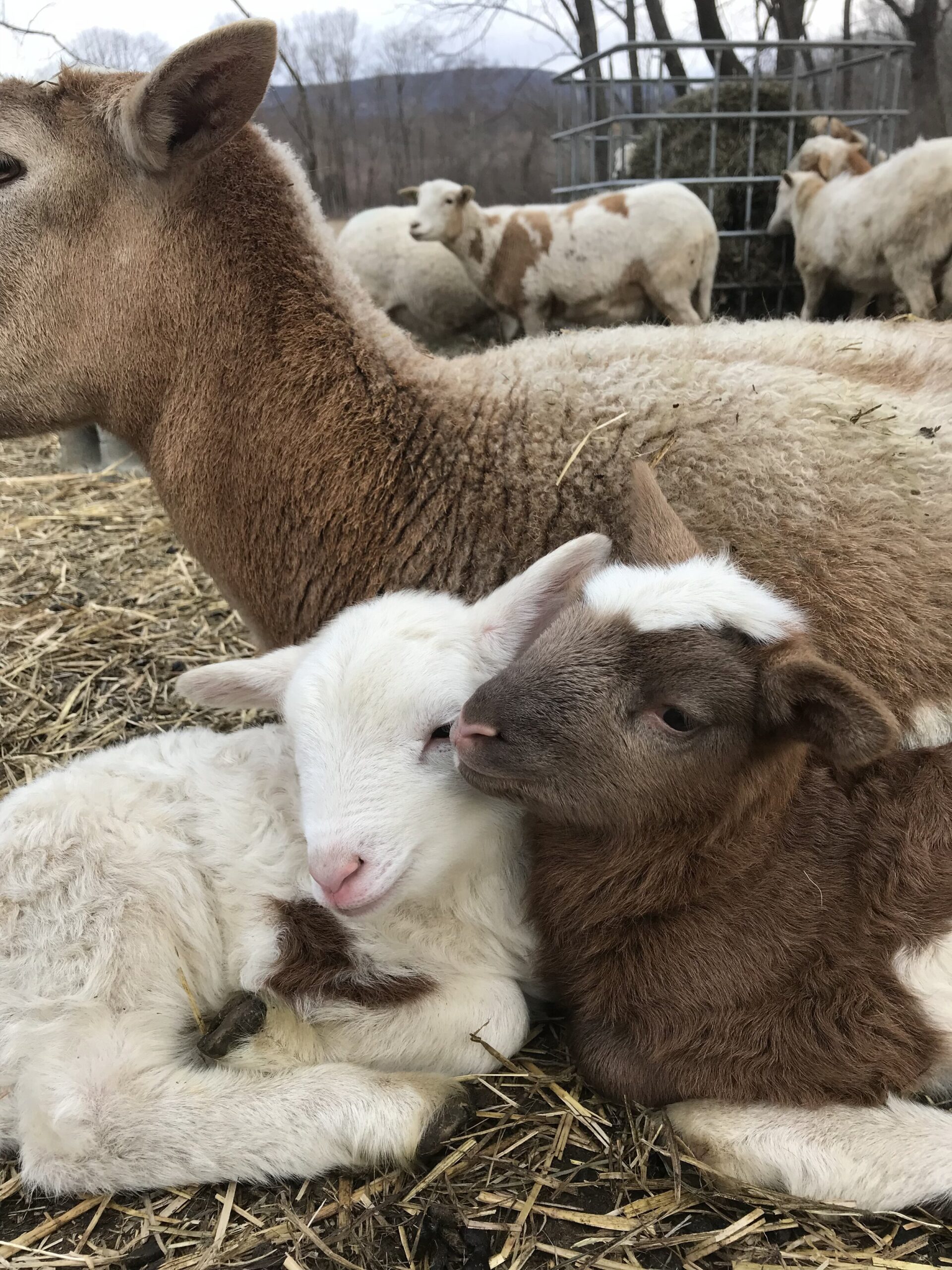 liz+balchin+-+IMG_6144 Two adorable lambs, one white and one brown, cuddle together on a bed of straw, with adult sheep in the background on a farm. The serene rural setting highlights the bond between the young animals.